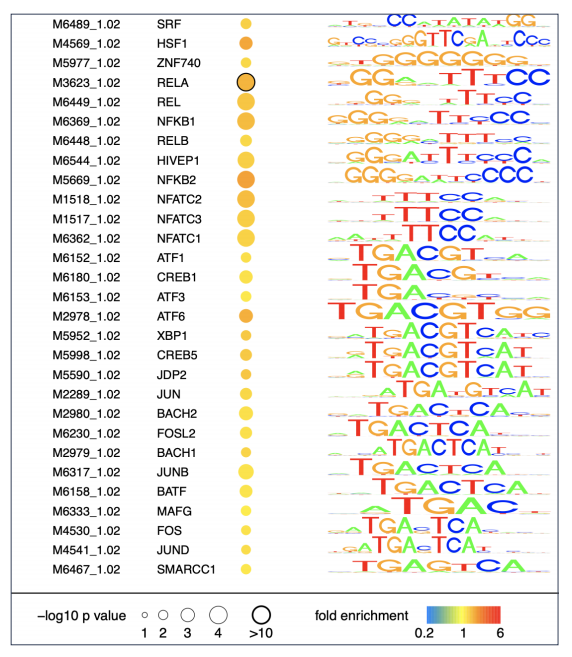 TF motifs enriched in each condiction